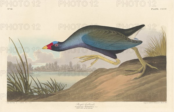 Purple Gallinule, 1836.