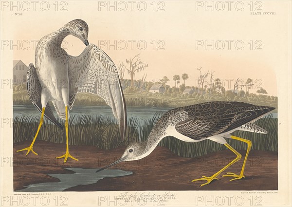 Tell-tale Godwit, 1836.