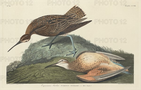 Esquimaux Curlew, 1834.