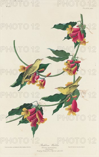 Rathbone Warbler, 1829.