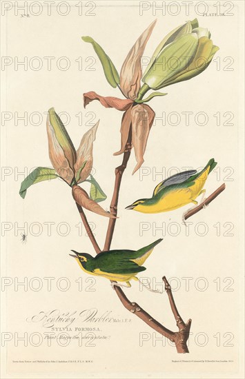 Kentucky Warbler, 1828.