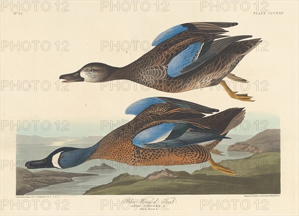 Blue-winged Teal, 1836.