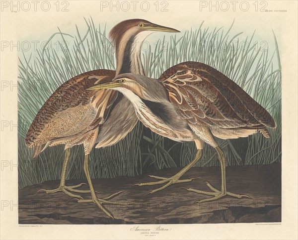 American Bittern, 1836.