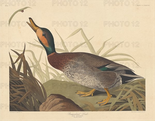 Bemaculated Duck, 1836.