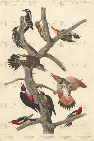 Hairy Woodpecker, 1838.