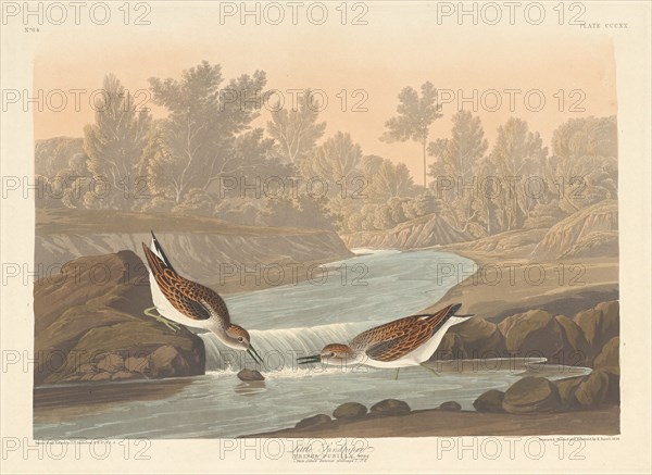 Little Sandpiper, 1836.