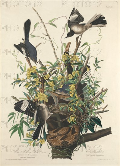 The Mocking Bird, 1827.