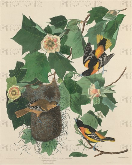 Baltimore Oriole, 1827.