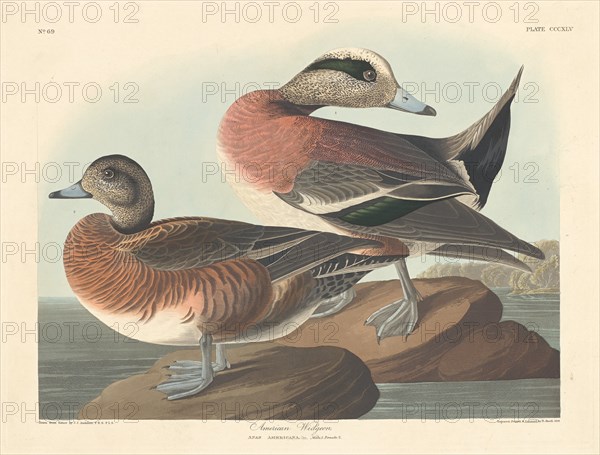 American Widgeon, 1836.