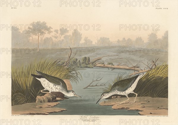 Spotted Sandpiper, 1836.