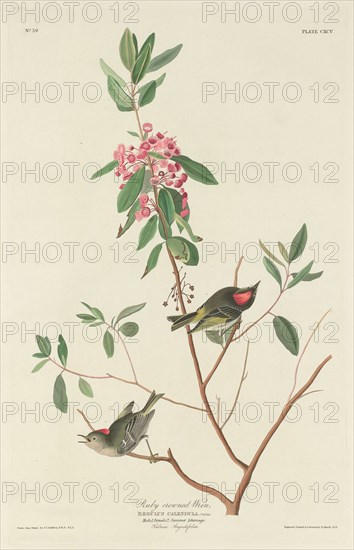 Ruby-crowned Wren, 1834.