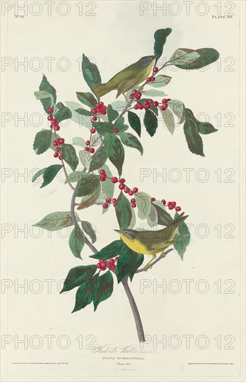 Nashville Warbler, 1830.