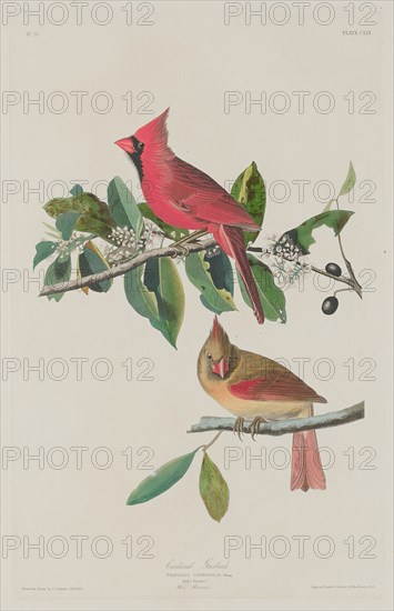 Cardinal Grosbeak, 1833.