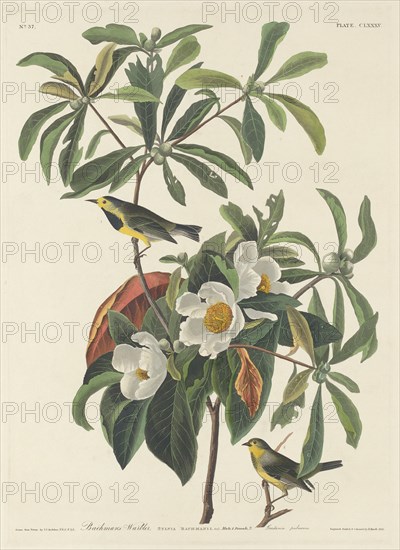 Bachman's Warbler, 1834.