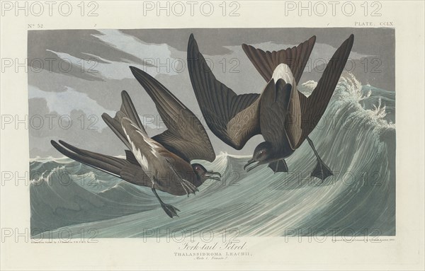 Fork-tailed Petrel, 1835.