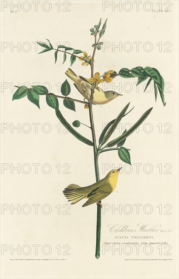 Children's Warbler, 1828.