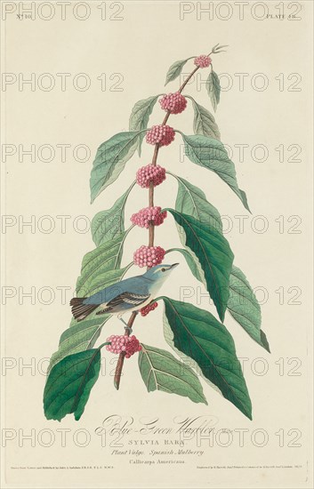 Blue-green Warbler, 1828.