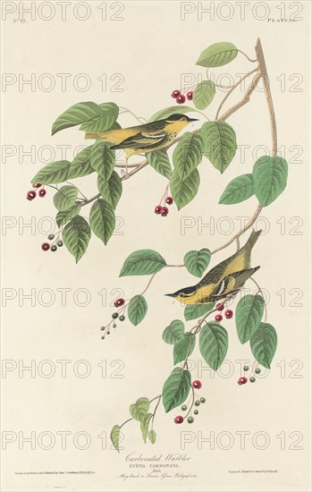 Carbonated Warbler, 1829.