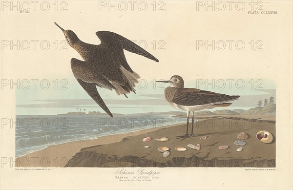 Schinz's Sandpiper, 1835.