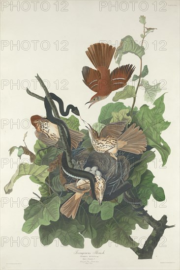 Ferruginous Thrush, 1831.