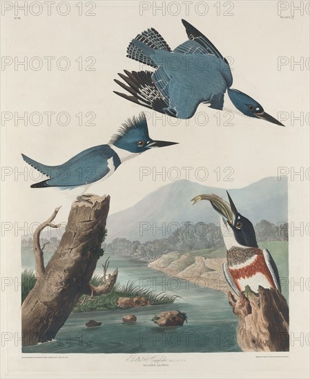 Belted Kingsfisher, 1830.