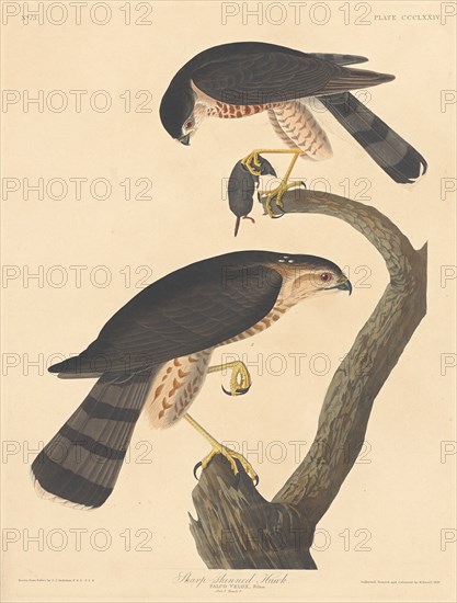 Sharp-shinned Hawk, 1837.