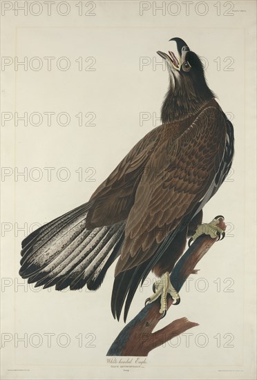 White-Headed Eagle, 1832.