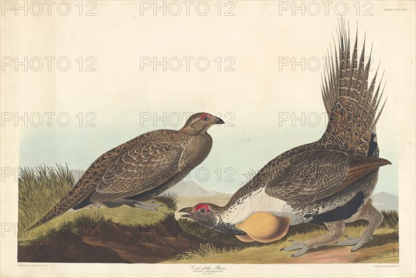 Cock of the Plains, 1837.