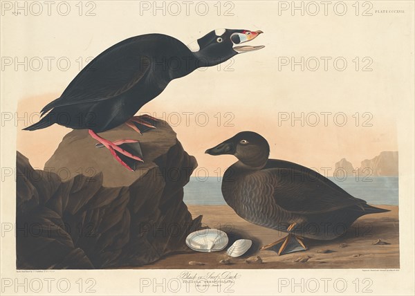 Black or Surf Duck, 1836.