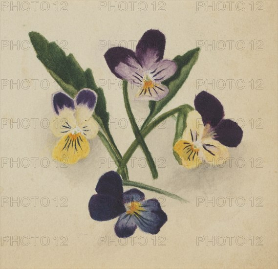 Untitled (Pansies), 1874.