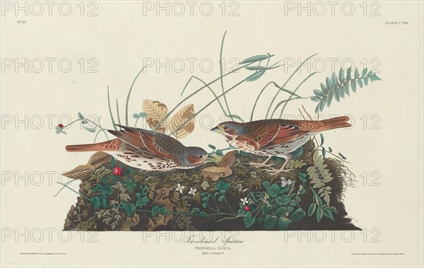Two-colored Sparrow, 1831.
