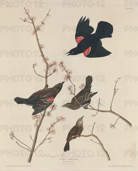 Red-winged Starling, 1829.