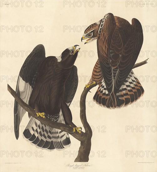 Rough-legged Falcon, 1838.