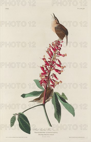 Great Carolina Wren, 1830.