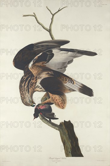 Rough-legged Falcon, 1833.