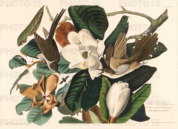 Black-billed Cuckoo, 1828.