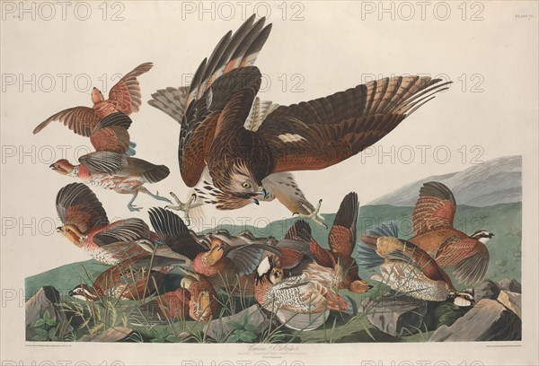 Virginian Partridge, 1830.