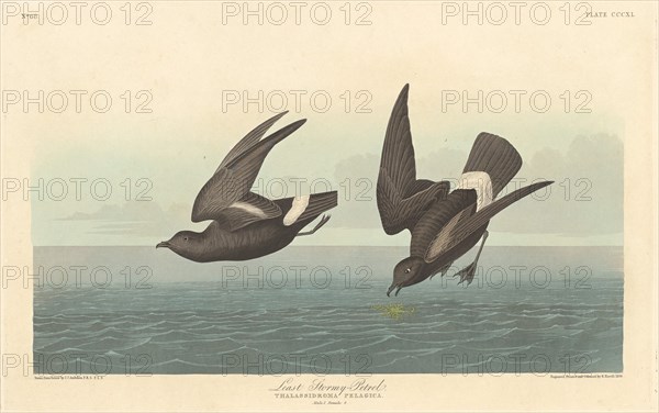 Least Stormy Petrel, 1836.