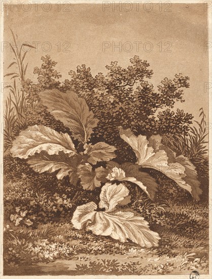 A Study of Leaves, c. 1800.