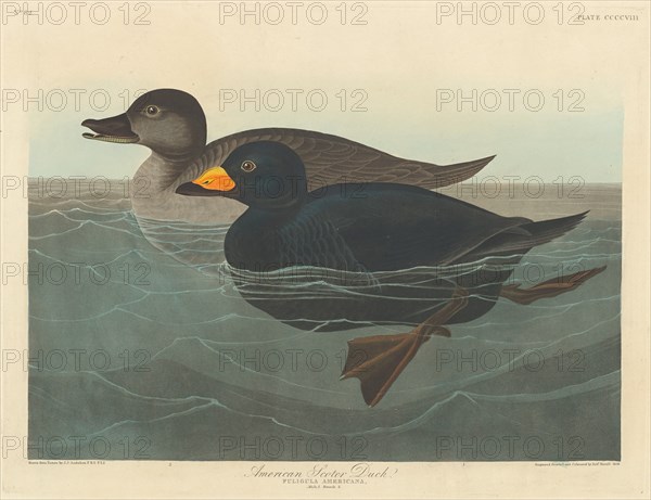 American Scoter Duck, 1838.