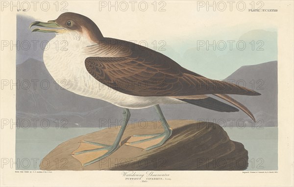 Wandering Shearwater, 1835.