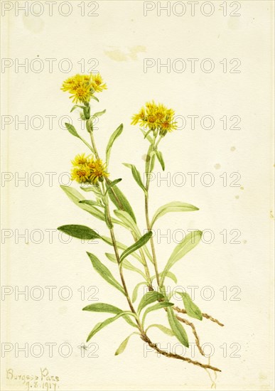 Sidesaddle Goldenrod, 1917.