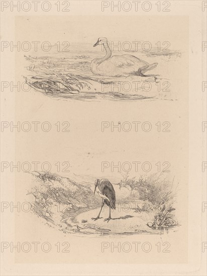 Cygne, heron. [Swan, heron].