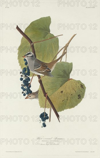 White-crowned Sparrow, 1831.