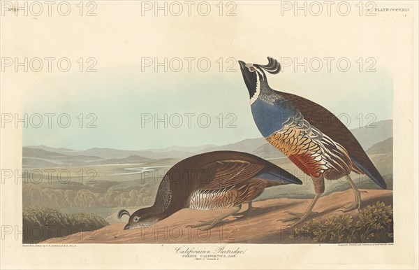 Californian Partridge, 1838.