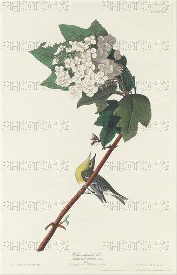 Yellow-throated Vireo, 1831.