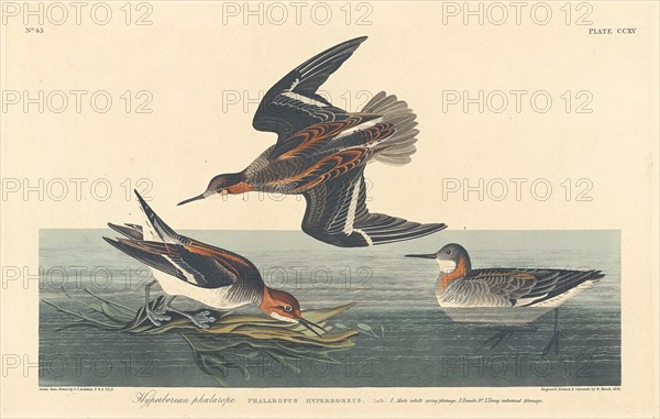 Hyperborean Phalarope, 1834.