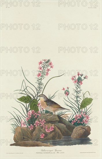 Yellow-winged Sparrow, 1832.