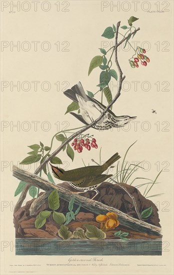 Golden-Crowned Thrush, 1832.