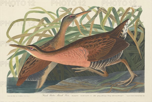 Fresh Water Marsh Hen, 1834.